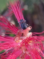 Pachybrachis thoracicus