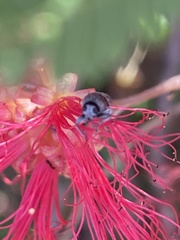 Pachybrachis thoracicus