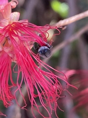 Pachybrachis thoracicus