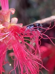 Pachybrachis thoracicus