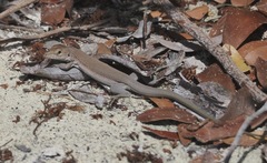 Aspidoscelis rodecki