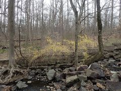 Forsythia viridissima