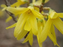 Forsythia viridissima