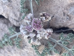Vesper constancei