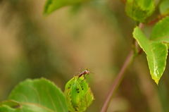 Ectatomma vizottoi