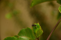 Ectatomma vizottoi