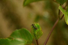 Ectatomma vizottoi