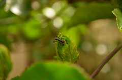 Ectatomma vizottoi