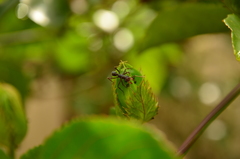 Ectatomma vizottoi