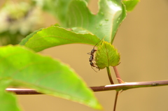 Ectatomma vizottoi