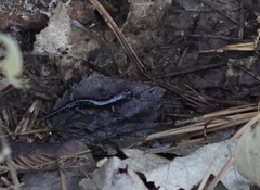 Plethodon chlorobryonis