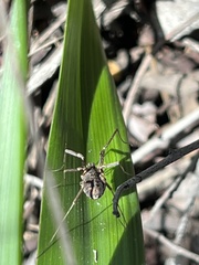 Protolophus singularis