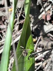 Protolophus singularis