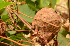 Polybia
