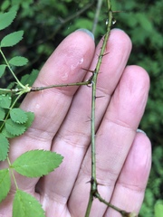 Rosa spithamea