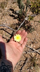 Malacothrix glabrata