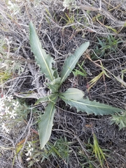 Crepis occidentalis