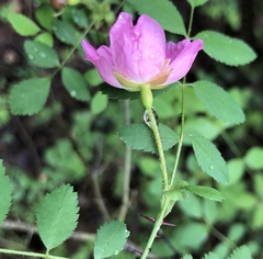 Rosa spithamea