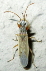 Paromius gracilis