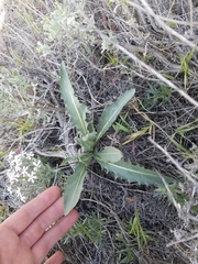 Crepis occidentalis