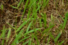 Neoponera laevigata