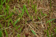 Neoponera laevigata