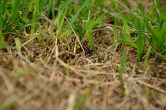 Neoponera laevigata