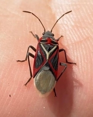 Anochrostomus formosus