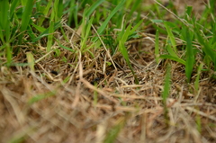 Neoponera laevigata