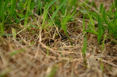 Neoponera laevigata