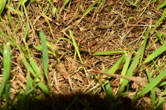 Neoponera laevigata
