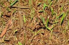 Neoponera laevigata