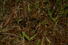 Neoponera laevigata