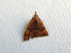Alapadna pauropis