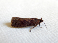 Cryptaspasma sordida