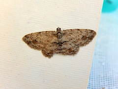 Didymoctenia exsuperata