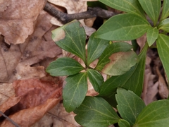 Volutella pachysandrae