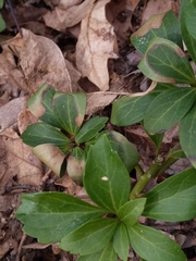 Volutella pachysandrae