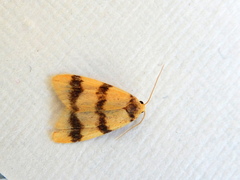 Heliosia jucunda
