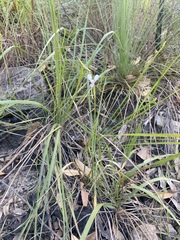 Diuris oporina