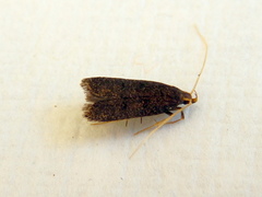 Lecithocera micromela