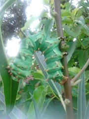 Citheronia laocoon