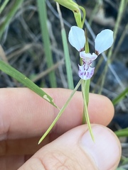 Diuris oporina