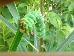 Citheronia laocoon