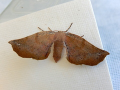 Parepisparis multicolora