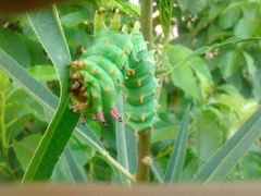 Citheronia laocoon