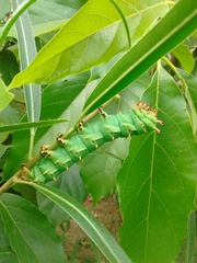 Citheronia laocoon