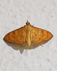 Prenesta scyllalis