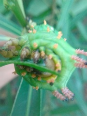 Citheronia laocoon