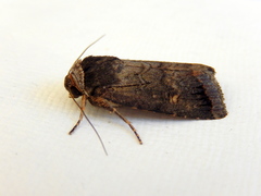 Proteuxoa restituta